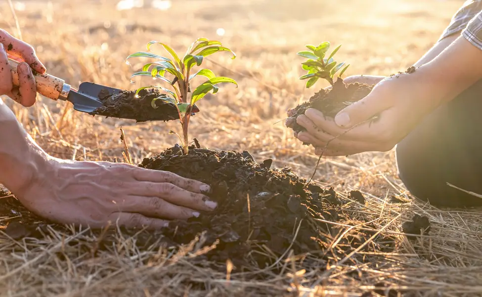Plantation d'arbres par BCMI